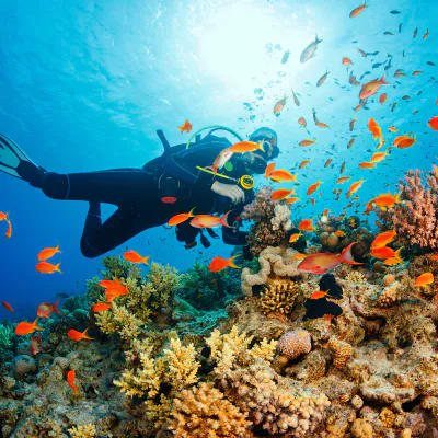 Scuba Diving